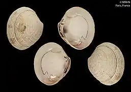 Venus crebrisulca