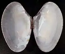 Venus declivis