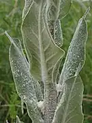Feuilles supérieures pulvérulentes