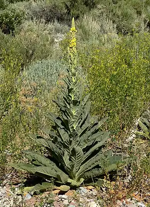 Verbascum thapsus.
