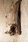 Vespertilio murinus (Vespertilionidae)
