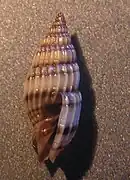 Vexillum vespula