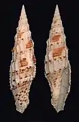 Vexillum mirabile