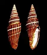 Vexillum subdivisum
