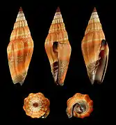 Vexillum vulpecula