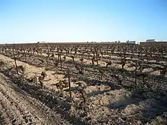 Vigne en hiver.