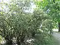 Viburnum rhytidophyllum (mai 2014)