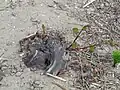 Premières pousses sur un pied de vigne mère