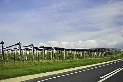Vignes de Transylvanie en conduite haute (Roumanie)