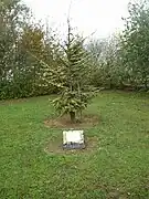 Arbre mémorial.