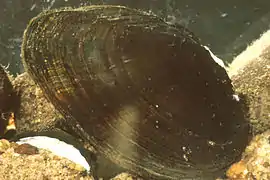 V. perpurpurea&nbsp;(en).