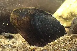 V. trabalis&nbsp;(en).