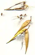 Graines de Vincetoxicum hirundinaria.