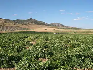 Vignoble de Ciudad Real.