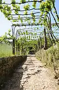 Treille du monastère de Tibaes (Portugal).