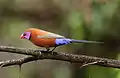 Cordonbleu grenadin (Uraeginthus granatinus)