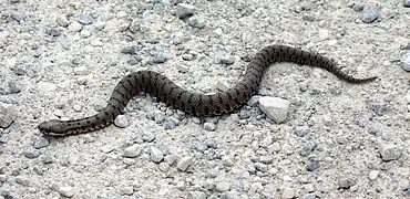 V. aspis francisciredi (Toscane)