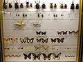 Section zoologie, lépidoptères et coléoptères