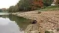 Rive de l'étang de la Valière en période de basses-eaux.