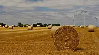 Champs de blé dans la plaine vendéenne, au sud.