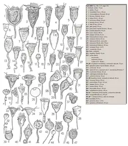 47 dessins de Vorticella(d'après Kahl, 1935).