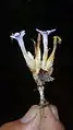inflorescence de Voyria caerulea