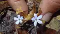 fleurs de Voyria caerulea