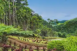 Image illustrative de l’article Jardin de Balata