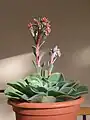 Vue Echeveria sp. fleurie