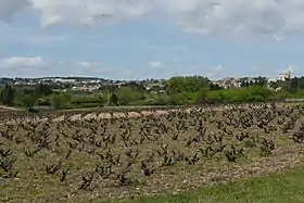 Image illustrative de l’article Signargues (côtes-du-rhône villages)