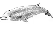 Baleine à bec de Cuvier