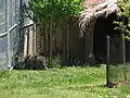 Une partie de l'enclos des wallabies