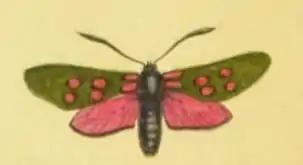 Zygène de la filipendule (Zygaena filipendulae), dans A world of wonders, p.&nbsp;3
