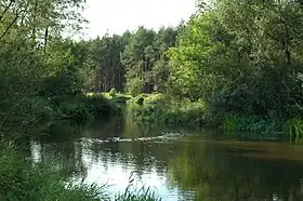 Lisowice (Pajęczno)