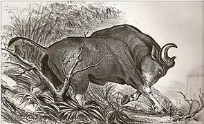 Dessin de Robert Armitage Sterndale&nbsp;(en) (1886).