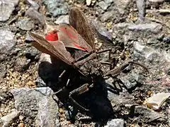 Nèpe cendrée avec les ailes ouvertes, montrant la couleur rouge de l'abdomen.