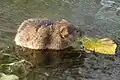 Arvicola amphibius