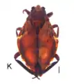 Weberiella rhomboides