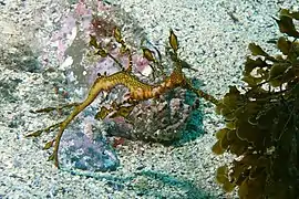 Certaines espèces comme ce Phyllopteryx taeniolatus peuvent arborer des formes complexes et des couleurs vives.