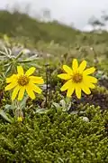 Arnica angustifolia (Alaska, États-Unis).
