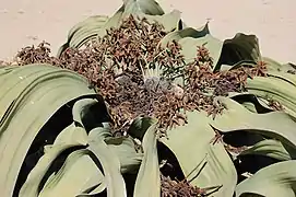 Plante mâle.