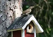 Oiseau dans les tons bruns perché sur un nichoir en bois cloué sur un arbre. Il a le bec plein d'œufs de fourmis. Le trou d'entrée du nichoir est abîmé, sans doute attaqué par un autre pic.