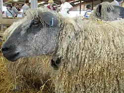 Wensleydale.