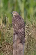 Vue d'un oiseau de dos et de son plumage