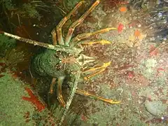 Jasus lalandii