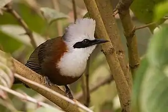 Individu photographié dans le sanctuaire de la vie sauvage de Pangolakha
