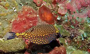 Mâle (Sulawesi, Indonésie)