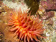 Urticina lofotensis
