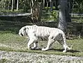 Tigre blanc