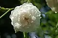 'White Dorothy', 1908.